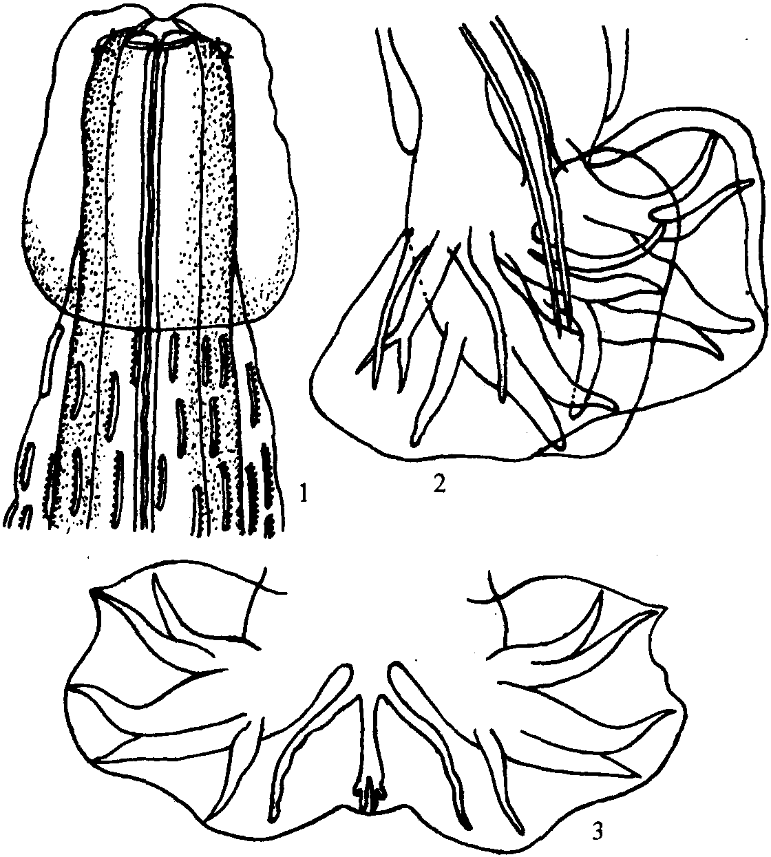 斯氏短纹线虫